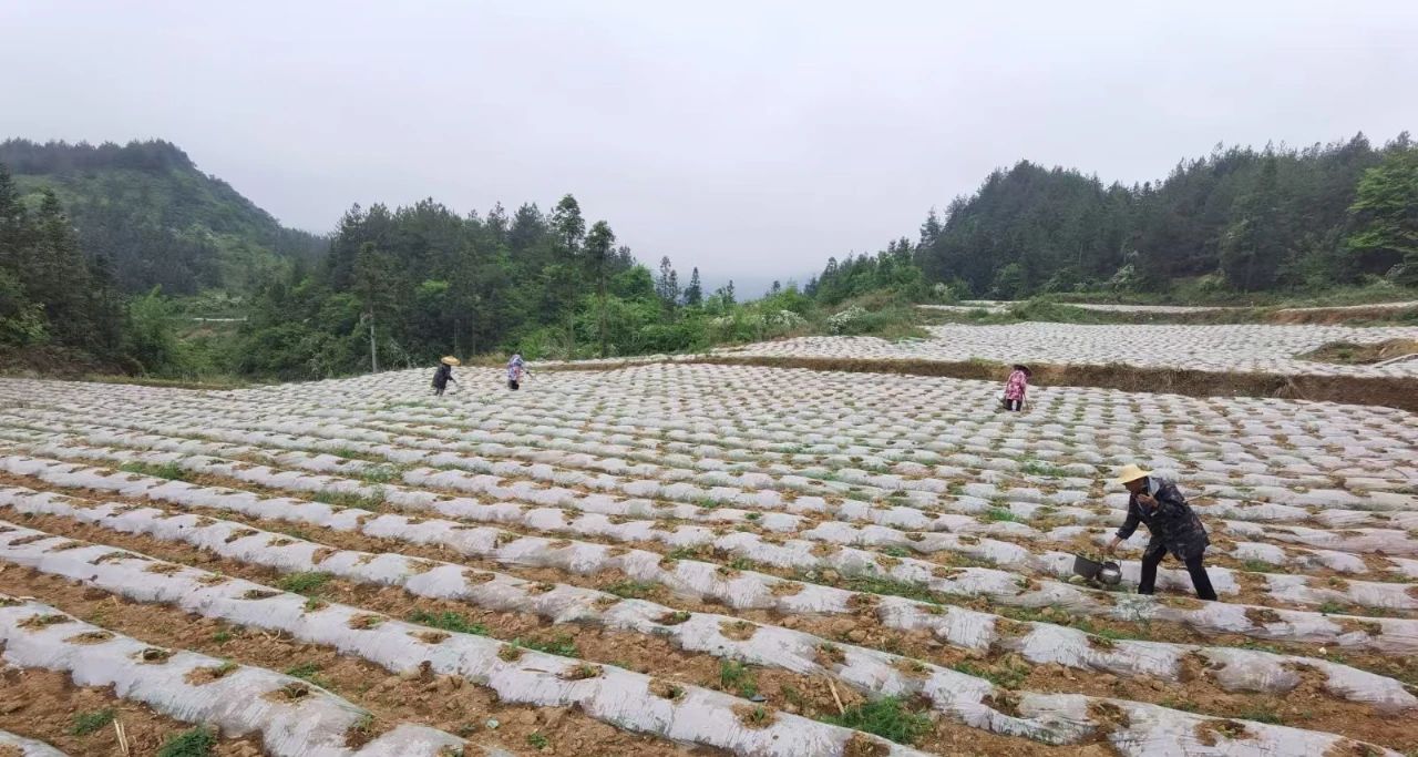冷水溪鎮(zhèn)齊心壩村：深耕特色產(chǎn)業(yè)，賦能鄉(xiāng)村振興向“富”而“興”