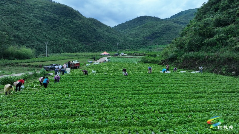 松桃瓦溪鄉(xiāng)：群山秘境育高山白菜