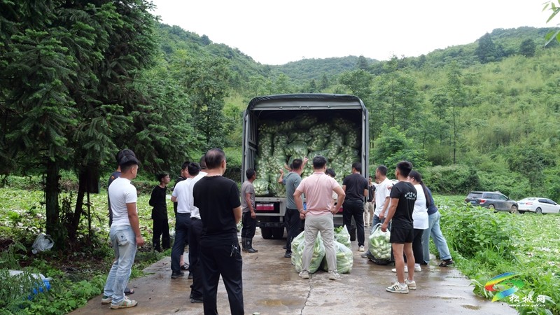 松桃瓦溪鄉(xiāng)：群山秘境育高山白菜
