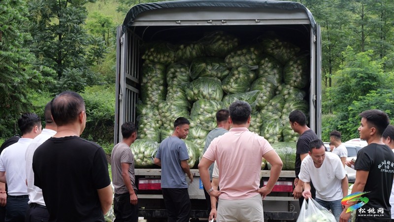 松桃瓦溪鄉(xiāng)：群山秘境育高山白菜