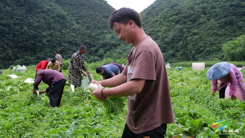 松桃瓦溪鄉(xiāng)：群山秘境育高山白菜