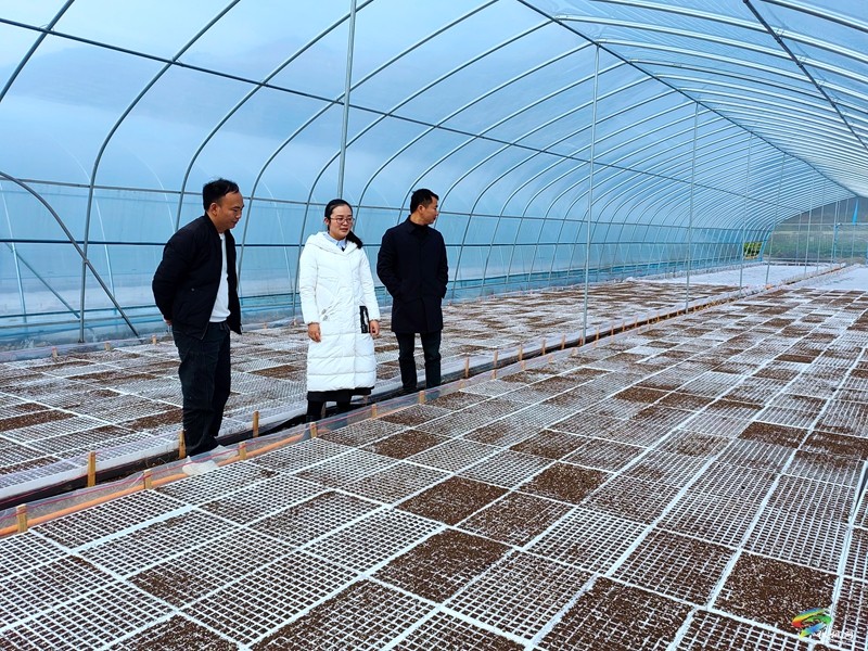 甘龍鎮(zhèn):機械生產(chǎn)助春耕 訂單辣椒育種忙