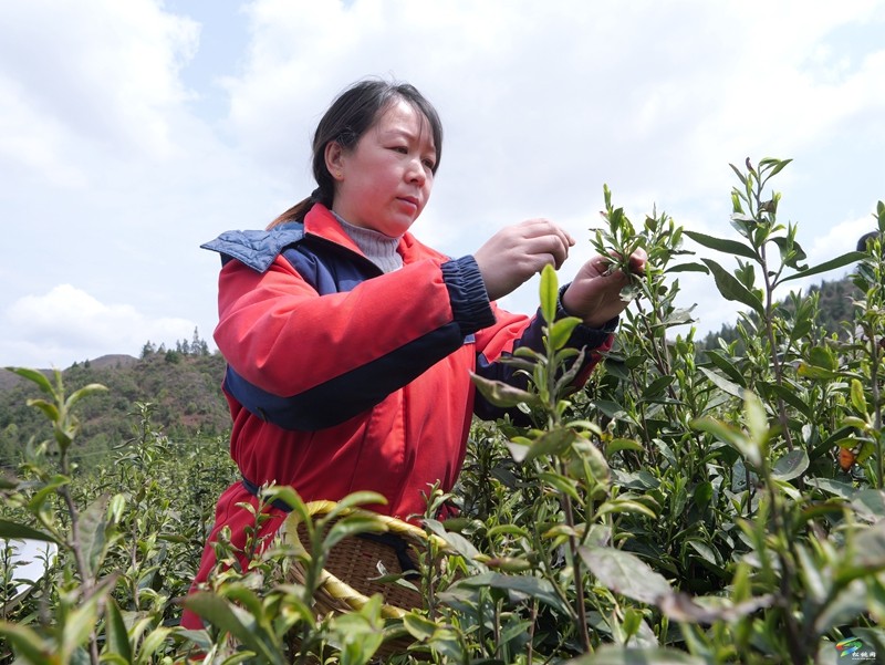 烏羅鎮(zhèn)：明前茶飄香  助農(nóng)采茶忙