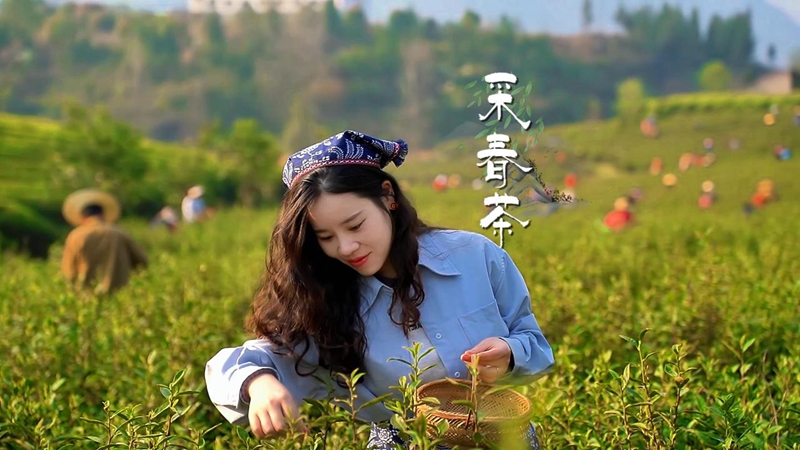 采春茶