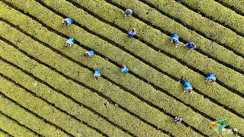 【網(wǎng)絡中國節(jié)·清明】松桃：風箏載茶香 苗服映春山