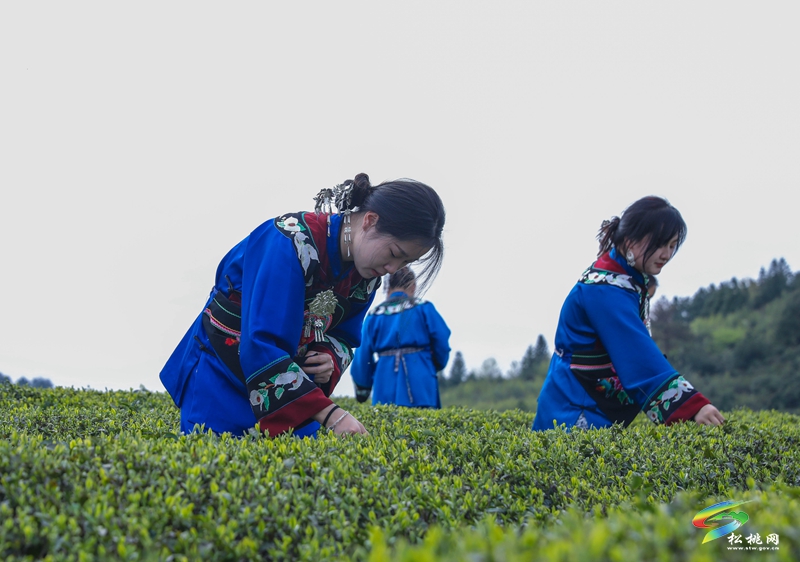 【網(wǎng)絡中國節(jié)·清明】松桃：風箏載茶香 苗服映春山