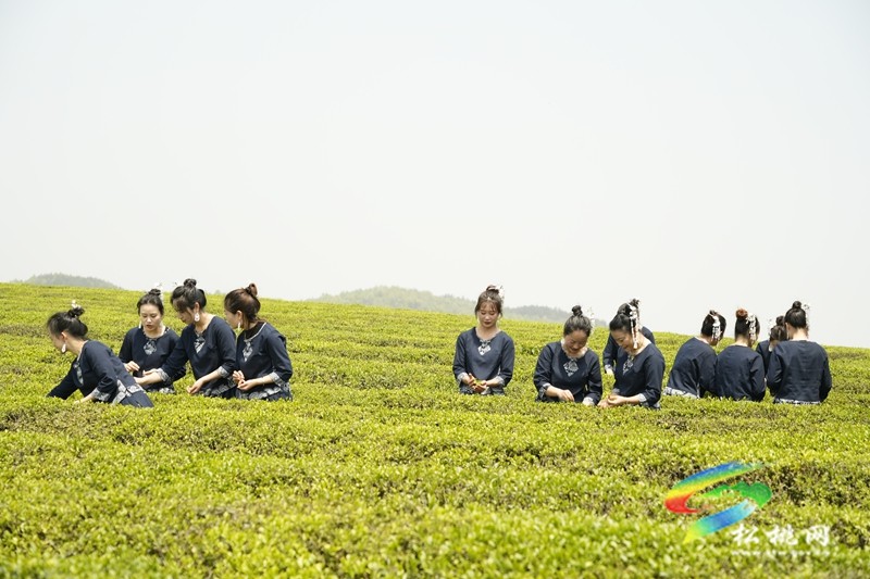 普覺鎮(zhèn)：采茶葉  踏春山