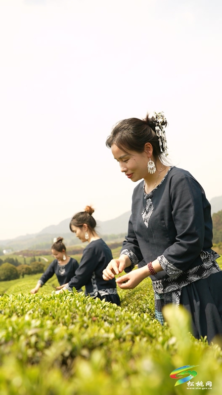 普覺鎮(zhèn)：采茶葉  踏春山