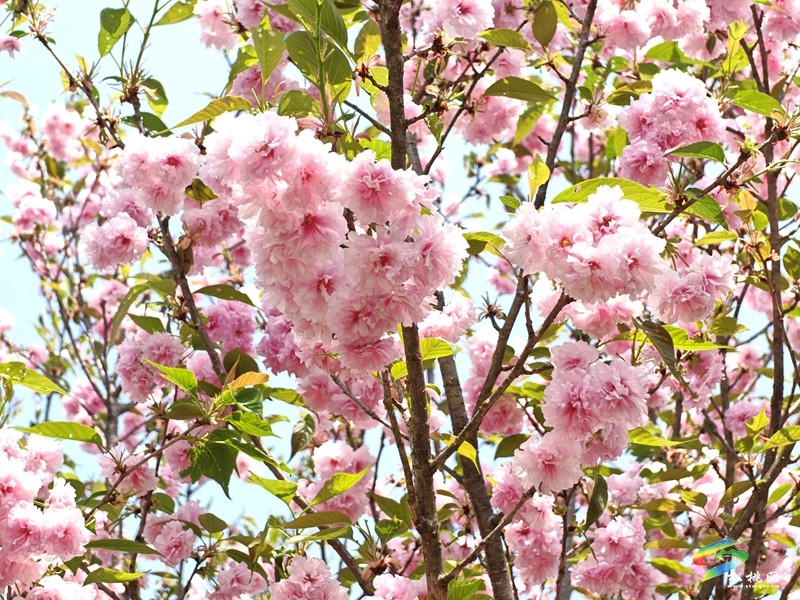 走！去黃板賞櫻花邂逅一場(chǎng)浪漫