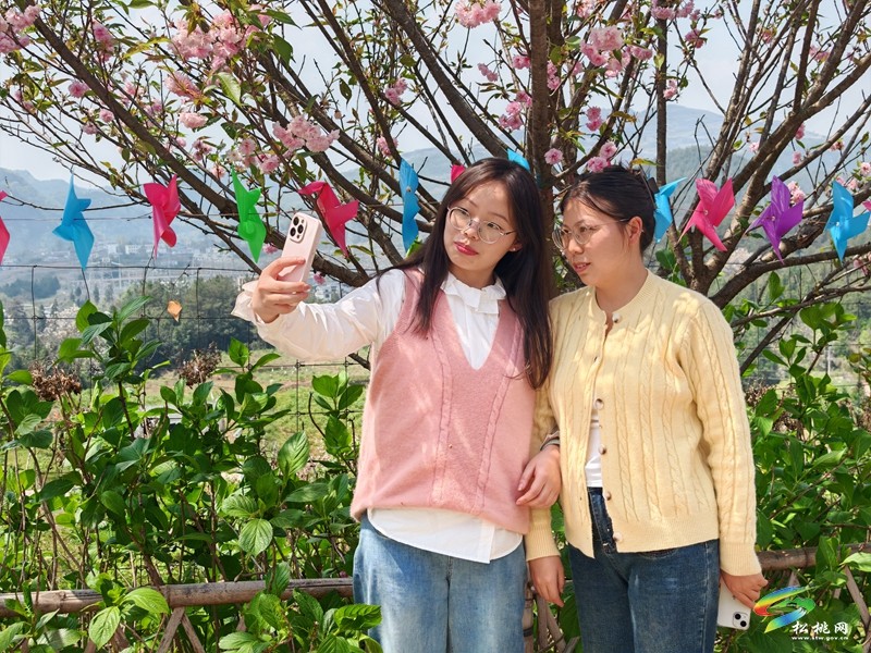 走！去黃板賞櫻花邂逅一場(chǎng)浪漫