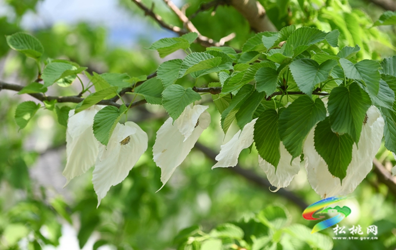 松桃：又見鴿子花開