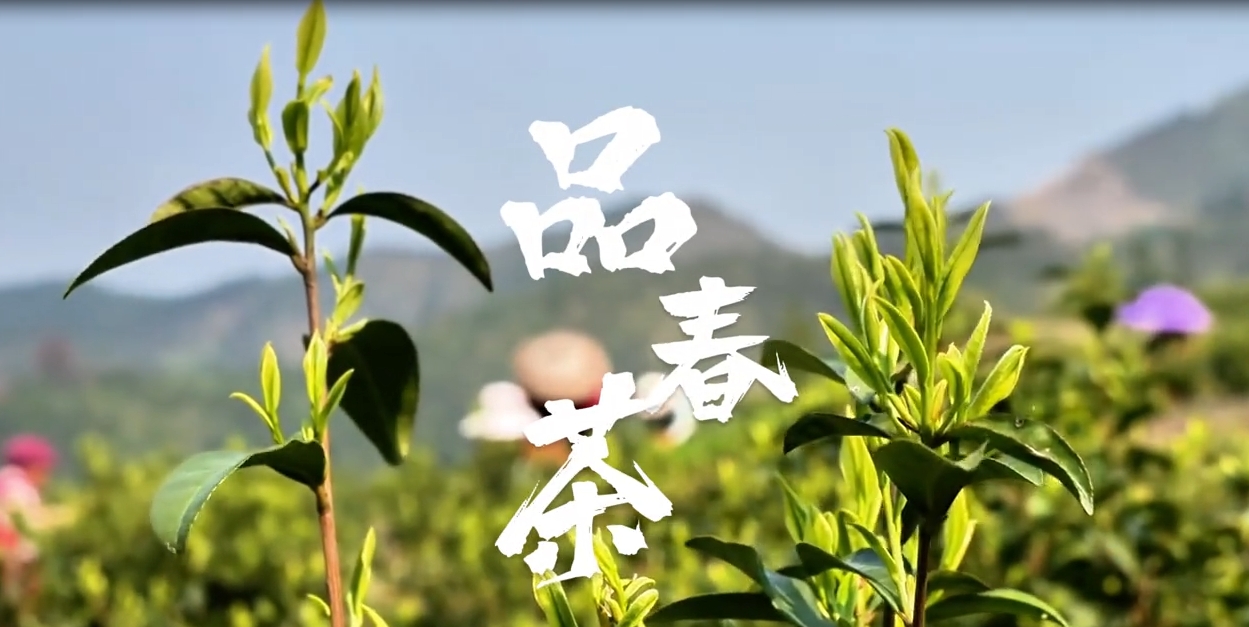 平頭春茶