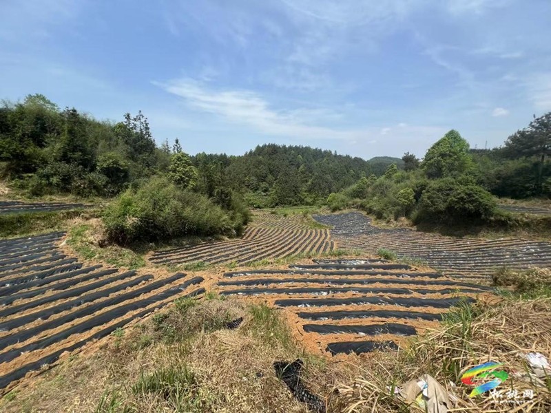 椒苗移栽抒“錢(qián)”景 產(chǎn)業(yè)強(qiáng)基農(nóng)民富