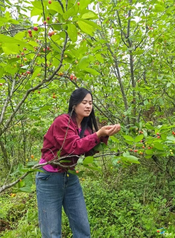 盤(pán)信鎮(zhèn)：櫻桃開(kāi)園  開(kāi)啟春日甜蜜之旅