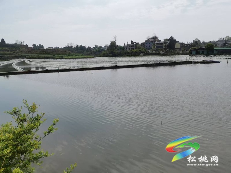 黃板鎮(zhèn)：養(yǎng)殖珍珠蚌 助力鄉(xiāng)村全面振興