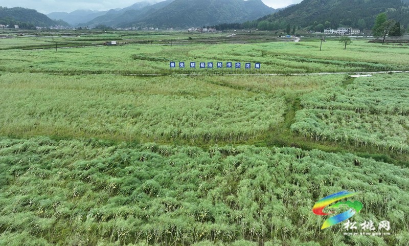 【鄉(xiāng)村振興·田野勞動圖鑒】松桃“新農(nóng)人”雷建軍：“頭雁”領(lǐng)飛產(chǎn)業(yè)豐