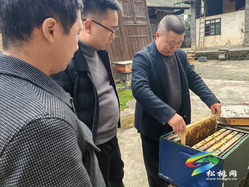 甘龍鎮(zhèn)大樹村：依托生態(tài)優(yōu)勢??發(fā)展蜂蜜產(chǎn)業(yè)