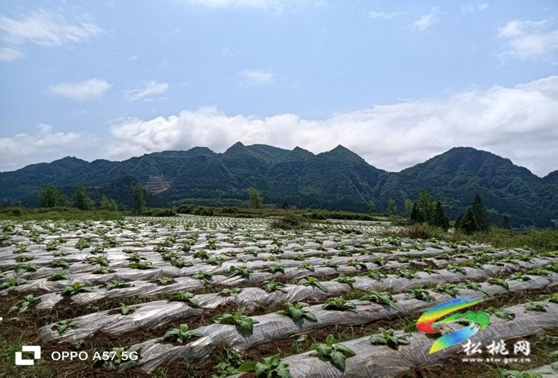 普覺鎮(zhèn)：烤煙產(chǎn)業(yè)煥新顏?鄉(xiāng)村振興鋪新篇