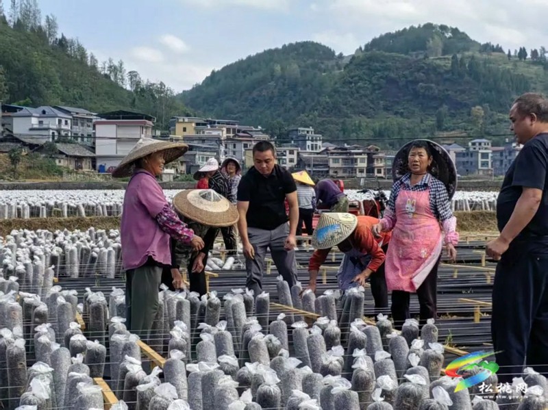 甘龍鎮(zhèn)麻兔村冉黔飛：苦干鋪就振興路 實(shí)干澆開富民花