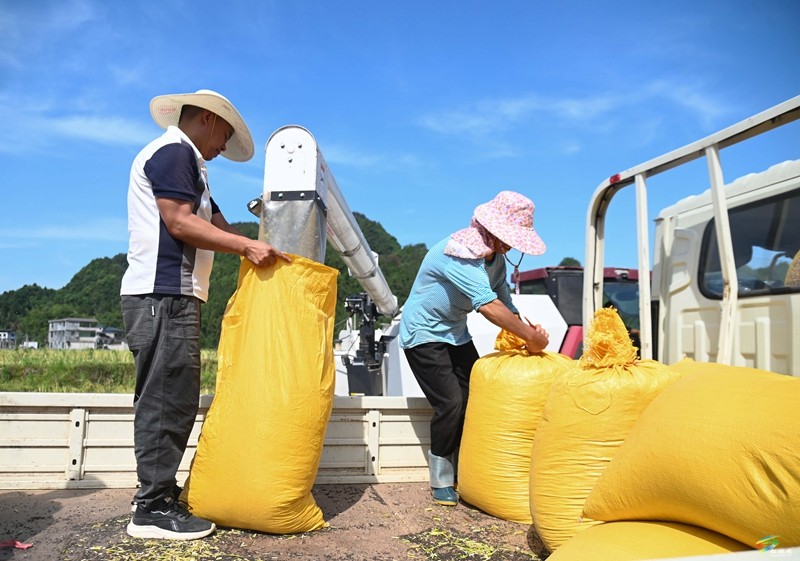 松桃：14.24萬畝油菜迎采收  農機助力顆粒歸倉