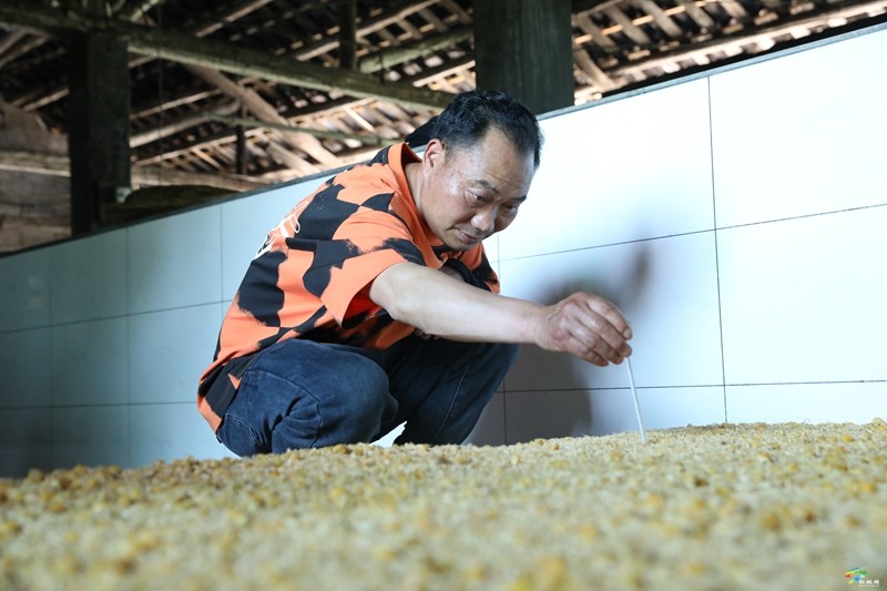 守純糧本味！松桃深山藏著年銷(xiāo)4萬(wàn)斤的“醇香密碼”