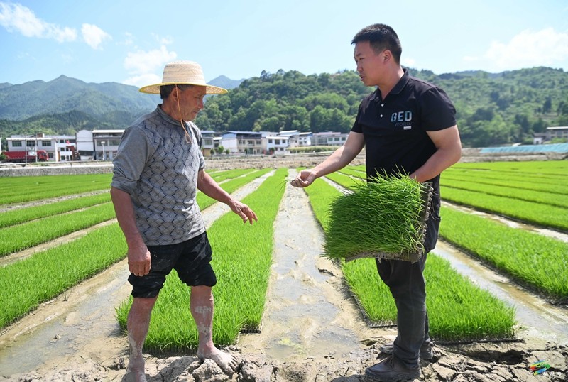 松桃：機(jī)械化插秧忙