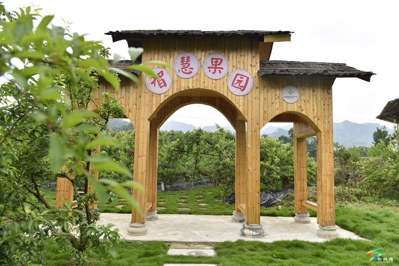 松桃妙隘鄉(xiāng)：油桃搶“鮮”上市