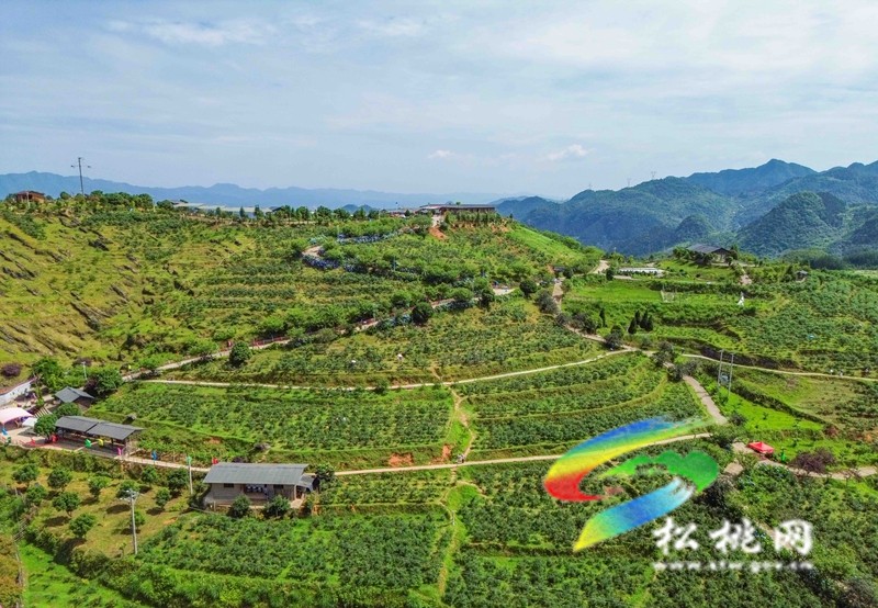 黃板鎮(zhèn)：藍莓飄香迎客來?苗妹子生態(tài)園采摘熱