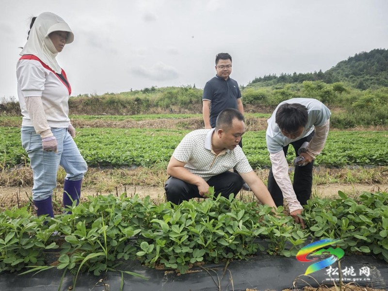 普覺(jué)鎮(zhèn):珍珠花生田間管護(hù)忙