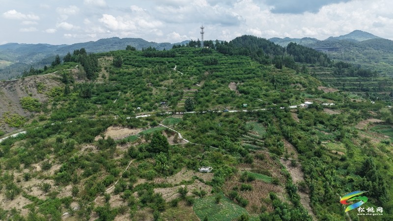 迓駕鎮(zhèn)：秋風(fēng)起 花生香 田間地頭采收忙