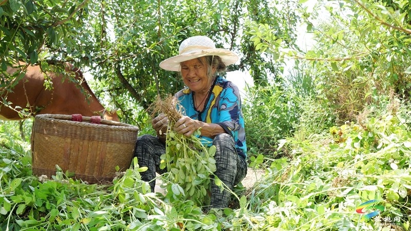 迓駕鎮(zhèn)：秋風(fēng)起 花生香 田間地頭采收忙