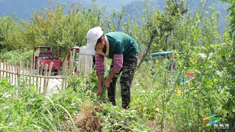 迓駕鎮(zhèn)：秋風(fēng)起 花生香 田間地頭采收忙