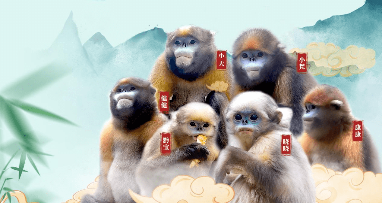 首屆“相約梵凈山·黔金絲猴邀您過新年”迎新游園活動(dòng)即將開始啦