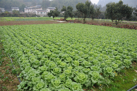【武陵視界】碧江蔬菜種植大戶育秧忙
