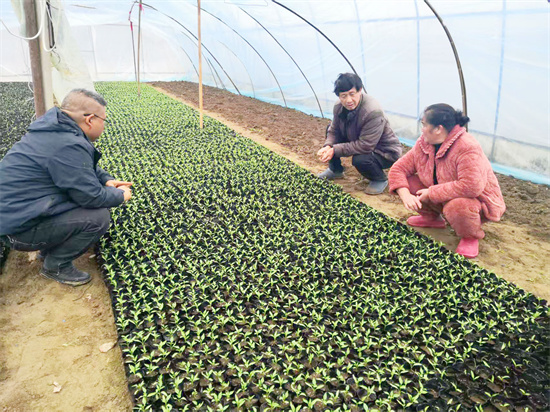 【武陵視界】碧江蔬菜種植大戶育秧忙