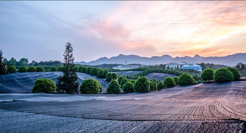 2025第六屆茶業(yè)大會(huì)新聞發(fā)布會(huì)在貴陽召開