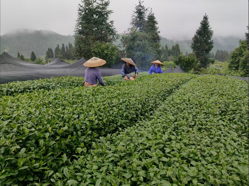 2025第六屆茶業(yè)大會(huì)新聞發(fā)布會(huì)在貴陽召開