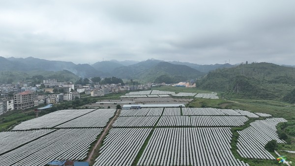 預(yù)產(chǎn)60萬斤，太平營街道葡萄園開園采摘