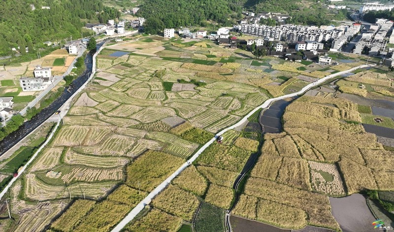 松桃：14.24萬畝油菜迎采收  農(nóng)機助力顆粒歸倉