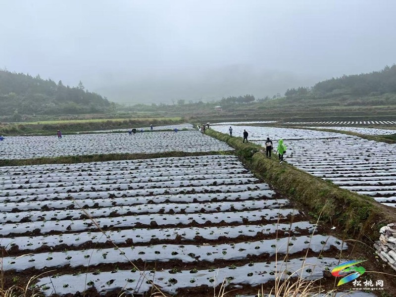 椒苗移栽抒“錢”景  產(chǎn)業(yè)強基農(nóng)民富