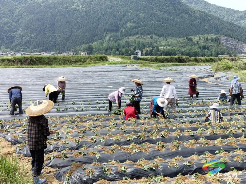 普覺鎮(zhèn)：真旗屯社區(qū)“商薯19”移栽忙  產(chǎn)業(yè)創(chuàng)收增“薯光”